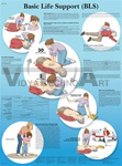 Basic Life Support Chart - Anatomical Chart